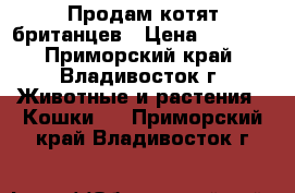 Продам котят британцев › Цена ­ 5 000 - Приморский край, Владивосток г. Животные и растения » Кошки   . Приморский край,Владивосток г.